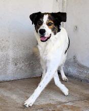JONTAR, Hund, Mischlingshund in Italien - Bild 5