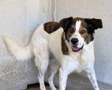 JONTAR, Hund, Mischlingshund in Italien - Bild 6