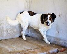 JONTAR, Hund, Mischlingshund in Italien - Bild 7