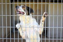 JONTAR, Hund, Mischlingshund in Italien - Bild 9