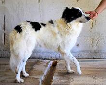 JORIK, Hund, Mischlingshund in Italien - Bild 10