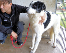 JORIK, Hund, Mischlingshund in Italien - Bild 5