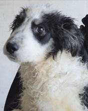 JORIK, Hund, Mischlingshund in Italien - Bild 6