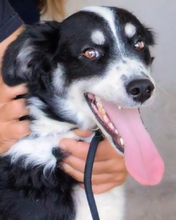 JORINA, Hund, Mischlingshund in Italien - Bild 2