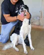 JORINA, Hund, Mischlingshund in Italien - Bild 3