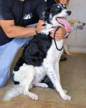 JORINA, Hund, Mischlingshund in Italien - Bild 4