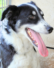 JORINA, Hund, Mischlingshund in Italien - Bild 6