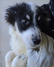 JORINA, Hund, Mischlingshund in Italien - Bild 7