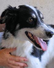 JORINA, Hund, Mischlingshund in Italien - Bild 9