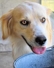 JOZEFINA, Hund, Mischlingshund in Italien - Bild 10