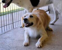 JOZEFINA, Hund, Mischlingshund in Italien - Bild 13
