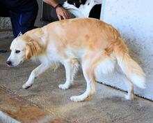JOZEFINA, Hund, Mischlingshund in Italien - Bild 15