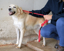 JOZEFINA, Hund, Mischlingshund in Italien - Bild 4