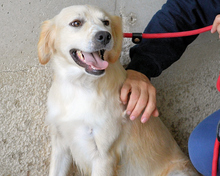 JOZEFINA, Hund, Mischlingshund in Italien - Bild 5