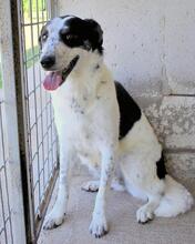 JULINDA, Hund, Mischlingshund in Italien - Bild 10