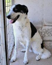JULINDA, Hund, Mischlingshund in Italien - Bild 11