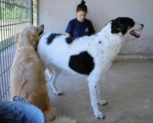 JULINDA, Hund, Mischlingshund in Italien - Bild 16