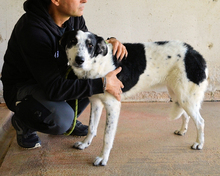 JULINDA, Hund, Mischlingshund in Italien - Bild 3