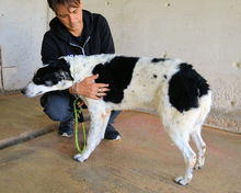 JULINDA, Hund, Mischlingshund in Italien - Bild 5