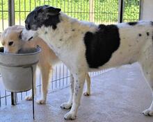 JULINDA, Hund, Mischlingshund in Italien - Bild 8