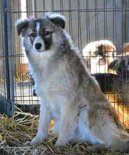 METTE, Hund, Mischlingshund in Rumänien - Bild 1