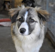 METTE, Hund, Mischlingshund in Rumänien - Bild 2
