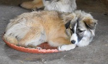 METTE, Hund, Mischlingshund in Rumänien - Bild 4