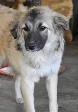 NIKITA, Hund, Mischlingshund in Rumänien - Bild 3