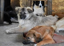 NIKITA, Hund, Mischlingshund in Rumänien - Bild 5