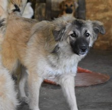 NIKITA, Hund, Mischlingshund in Rumänien - Bild 6