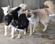 NIKITA, Hund, Mischlingshund in Rumänien - Bild 7