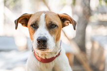 PRINCESS, Hund, Mischlingshund in Bulgarien - Bild 1