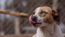 PRINCESS, Hund, Mischlingshund in Bulgarien - Bild 10