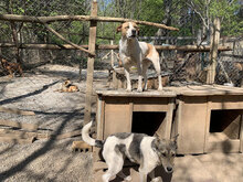 PRINCESS, Hund, Mischlingshund in Bulgarien - Bild 11