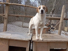 PRINCESS, Hund, Mischlingshund in Bulgarien - Bild 12