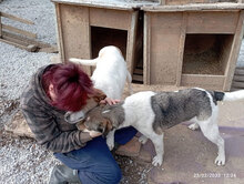 PRINCESS, Hund, Mischlingshund in Bulgarien - Bild 13