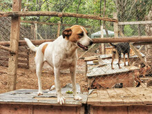 PRINCESS, Hund, Mischlingshund in Bulgarien - Bild 16