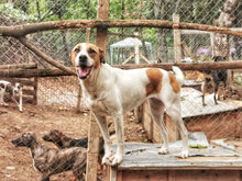PRINCESS, Hund, Mischlingshund in Bulgarien - Bild 17