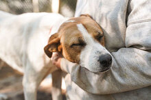 PRINCESS, Hund, Mischlingshund in Bulgarien - Bild 2