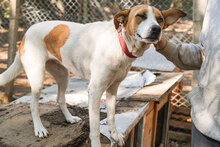 PRINCESS, Hund, Mischlingshund in Bulgarien - Bild 4