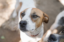 PRINCESS, Hund, Mischlingshund in Bulgarien - Bild 6