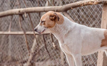 PRINCESS, Hund, Mischlingshund in Bulgarien - Bild 7