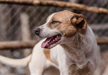PRINCESS, Hund, Mischlingshund in Bulgarien - Bild 8