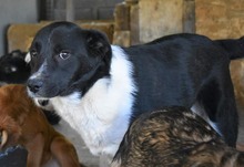 KENJI, Hund, Mischlingshund in Rumänien - Bild 2