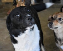 KENJI, Hund, Mischlingshund in Rumänien - Bild 3