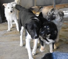 KENJI, Hund, Mischlingshund in Rumänien - Bild 4