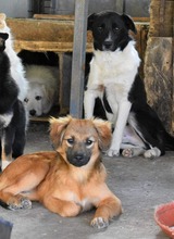 KENJI, Hund, Mischlingshund in Rumänien - Bild 5