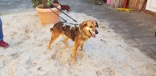 SABRINA, Hund, Mischlingshund in Oer-Erkenschwick - Bild 3