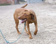 CARLA, Hund, Labrador-Podenco-Mix in Spanien - Bild 11