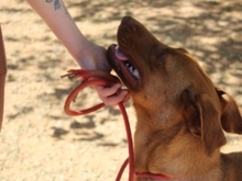 CARLA, Hund, Labrador-Podenco-Mix in Spanien - Bild 7